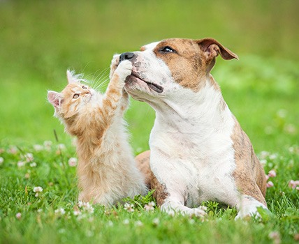 Kitten and dog playing outside 