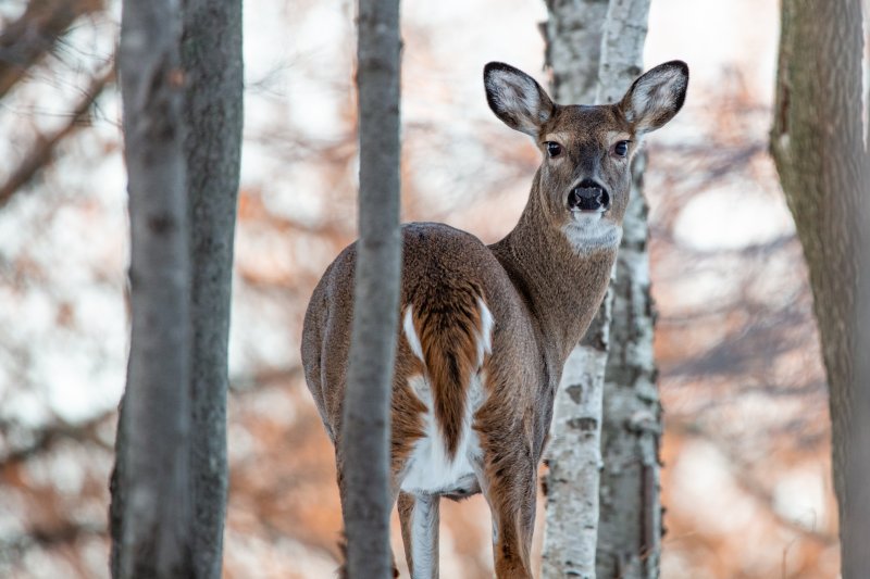 white-tailed doe in forest
